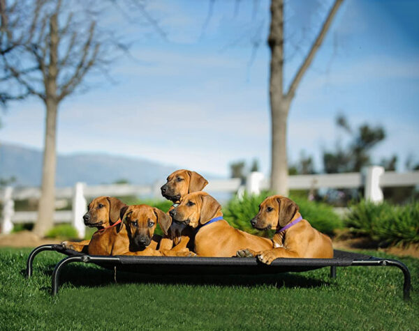 Dog Bed M